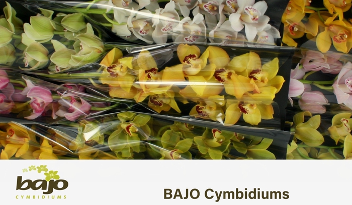 <h4>CYMB T GEM</h4>