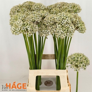 Allium Nigrum
