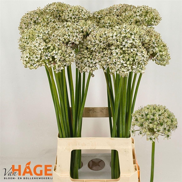 <h4>Allium Nigrum</h4>