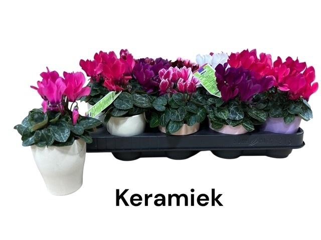 <h4>ARR CYCLAAM</h4>