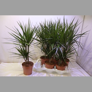 Dra Marginata