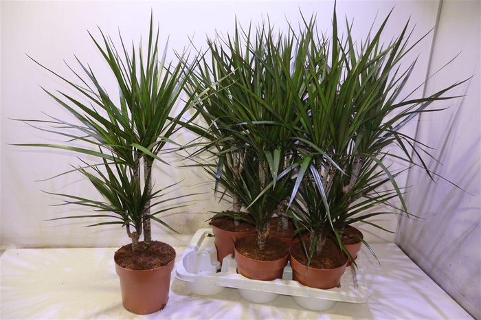 <h4>Dra Marginata</h4>