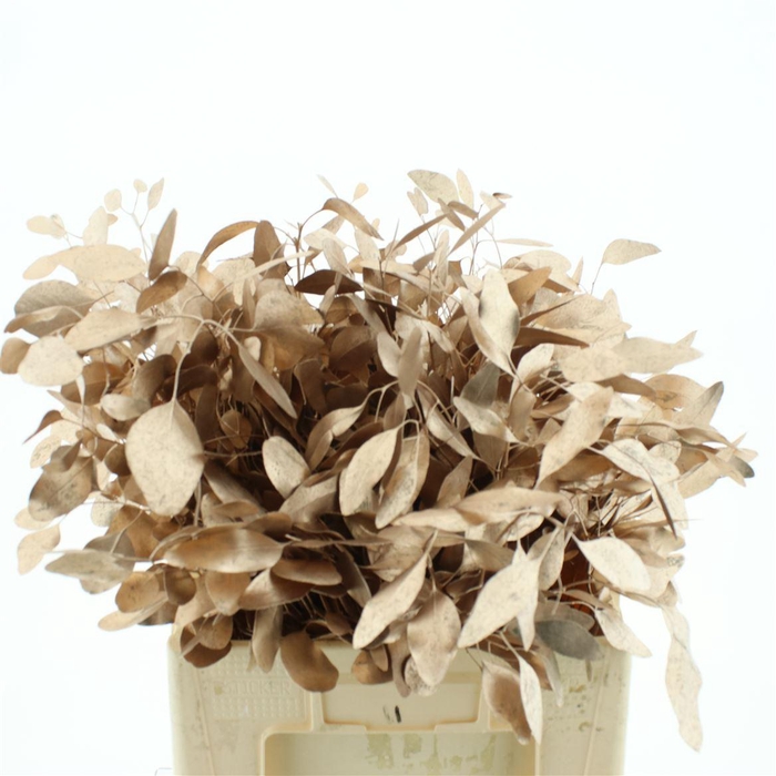 <h4>Euca Klb Populus Bes Rose Goud 300gr</h4>