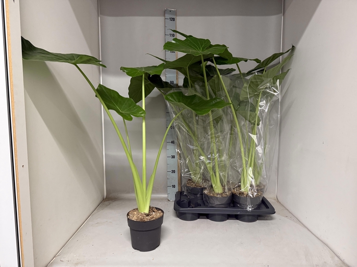 <h4>ALOC MACRORRHIZOS</h4>