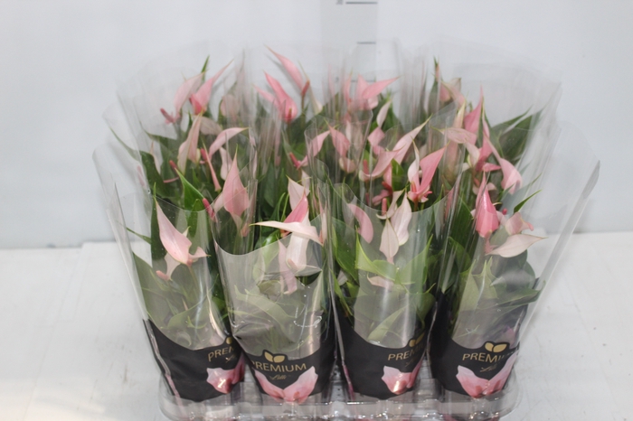 <h4>ANTHURIUM LILLI P09 PREMIUM</h4>