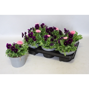 Viola Bellis 13 cm Purple, Rose