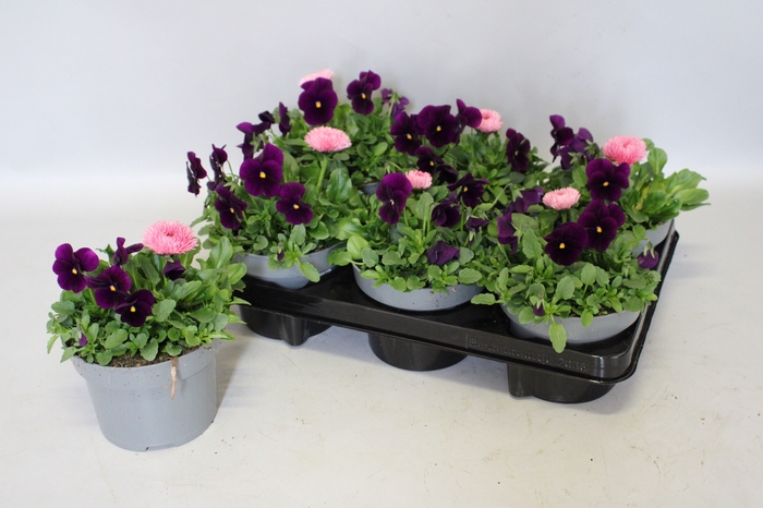 <h4>Viola Bellis 13 cm Purple, Rose</h4>