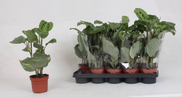 <h4>Maranta leuc.   ...</h4>