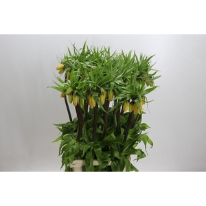 Fritillaria Imperialis