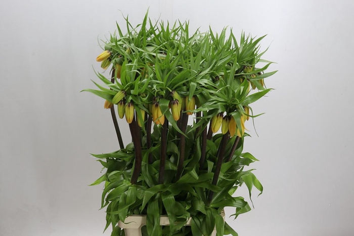 <h4>Fritillaria Imperialis</h4>