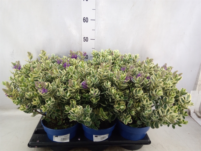 <h4>Hebe andersonii 'Variegata'</h4>