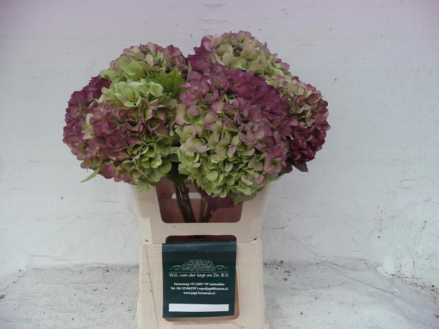 <h4>HYDR M OLD DUTCH CL</h4>