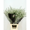 Aster monte casino