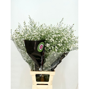 Aster Monte Cassino (x bunche) 12/15 st.