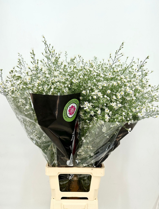 <h4>Aster Monte Cassino (x bunche) 12/15 st.</h4>