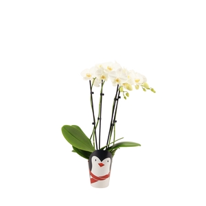 Potcover Pinguin Phal Tropic Snowball 3-4T20+
