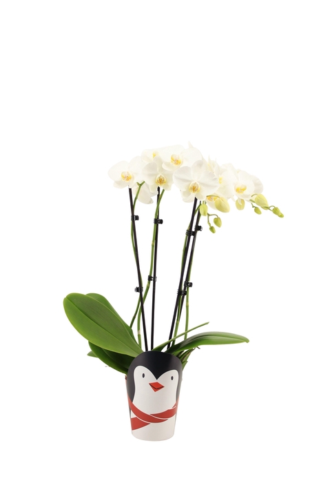 <h4>Potcover Pinguin Phal Tropic Snowball 3-4T20+</h4>