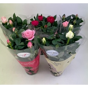 ROSA-HYBRID 10,5