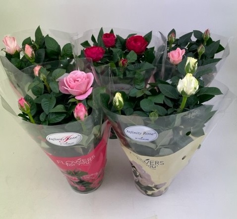 <h4>ROSA-HYBRID 10,5</h4>
