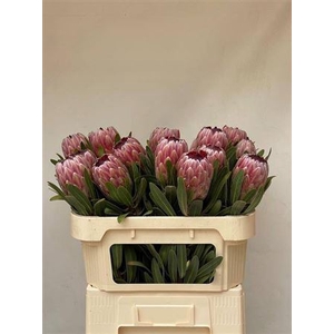 Protea Pink Ice 70cm