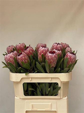 <h4>Protea Pink Ice 70cm</h4>