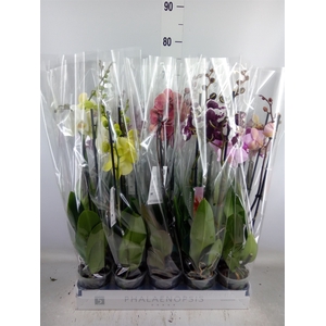 Phalaenopsis   ...mix  6