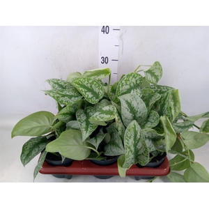 Scindapsus pictus 'Trebie'