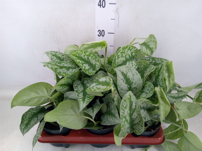 <h4>Scindapsus pictus 'Trebie'</h4>