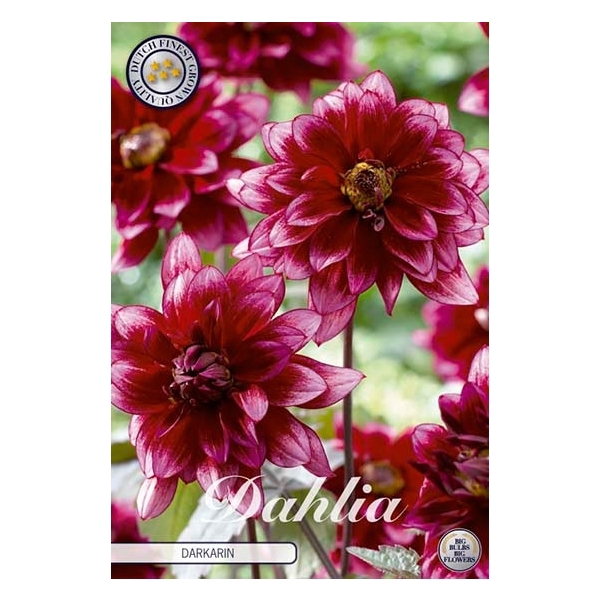 <h4>Dahlia Darkarin x1 l</h4>