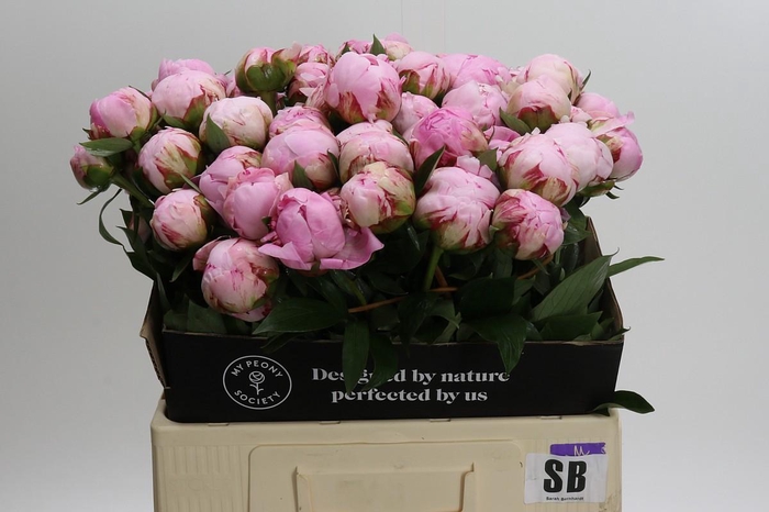 <h4>Paeonia Sarah Bernhardt</h4>