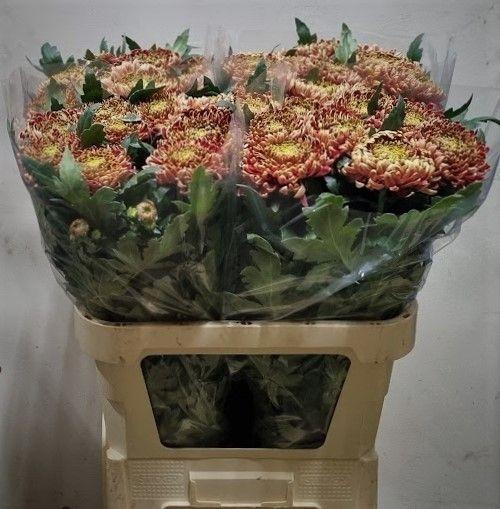 <h4>CHR G BISLET RED</h4>