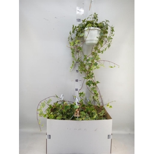 Hedera helix 'Goldchild'