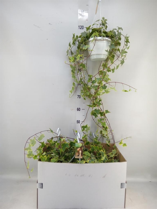 <h4>Hedera helix 'Goldchild'</h4>
