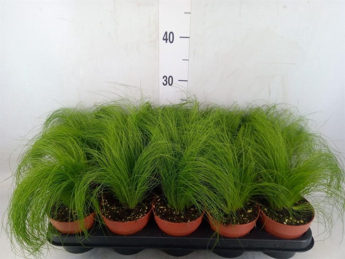 <h4>Stipa tenuifolia</h4>