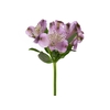 ALSTROEMERIA PURPLE RAIN 080 CM