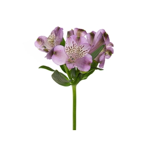 ALSTROEMERIA PURPLE RAIN 080 CM
