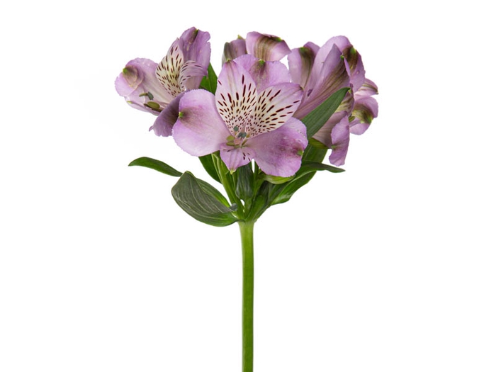ALSTROEMERIA PURPLE RAIN 080 CM