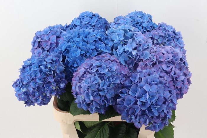 <h4>Hydr M Ch Pimpernel</h4>