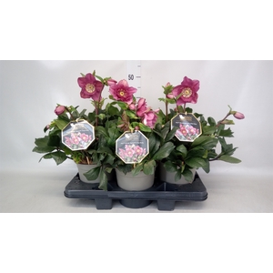 Helleborus  'Winter Ballet'   ..mix