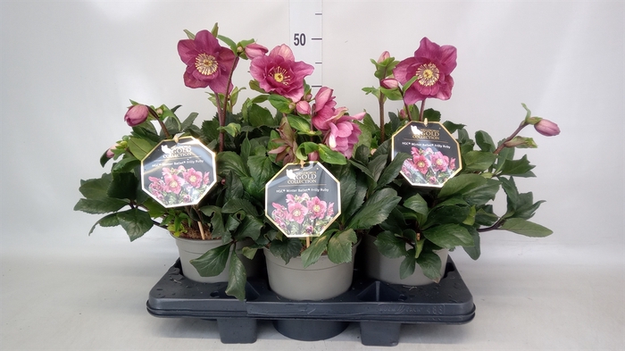 <h4>Helleborus  'Winter Ballet'   ..mix</h4>