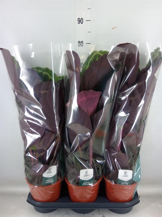 <h4>Calathea  'Medallion'</h4>