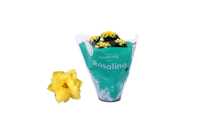 <h4>Kalanchoe Rosalina Don Amarillo</h4>