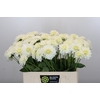 Dahlia Snow Cap