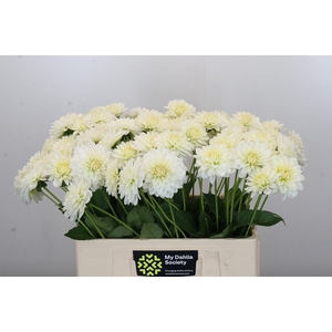 Dahlia Snow Cap