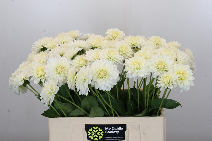 <h4>Dahlia Snow Cap</h4>