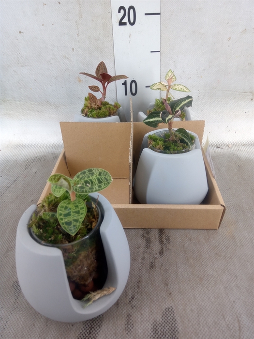 <h4>Arr.  Orchidee H%</h4>