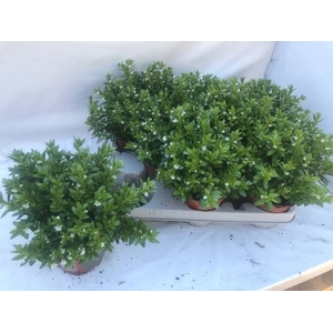 CUPH HYSSOPIFOLIA WHITE