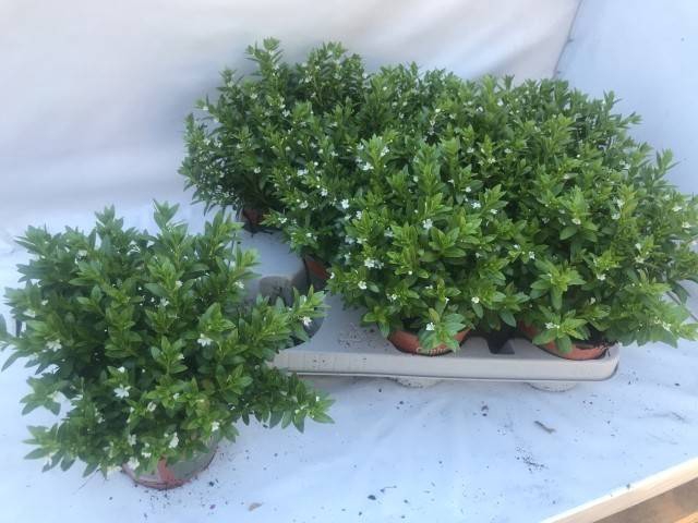 <h4>CUPH HYSSOPIFOLIA WHITE</h4>