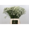 Limonium Pinna Colada