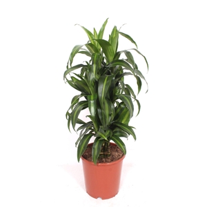 Dracaena Hawaiian Sunshine